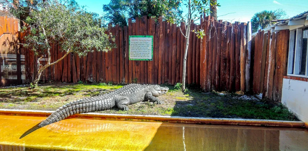 Gatorland