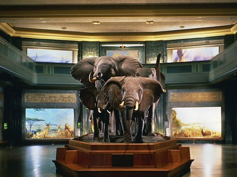 American Museum of Natural History

