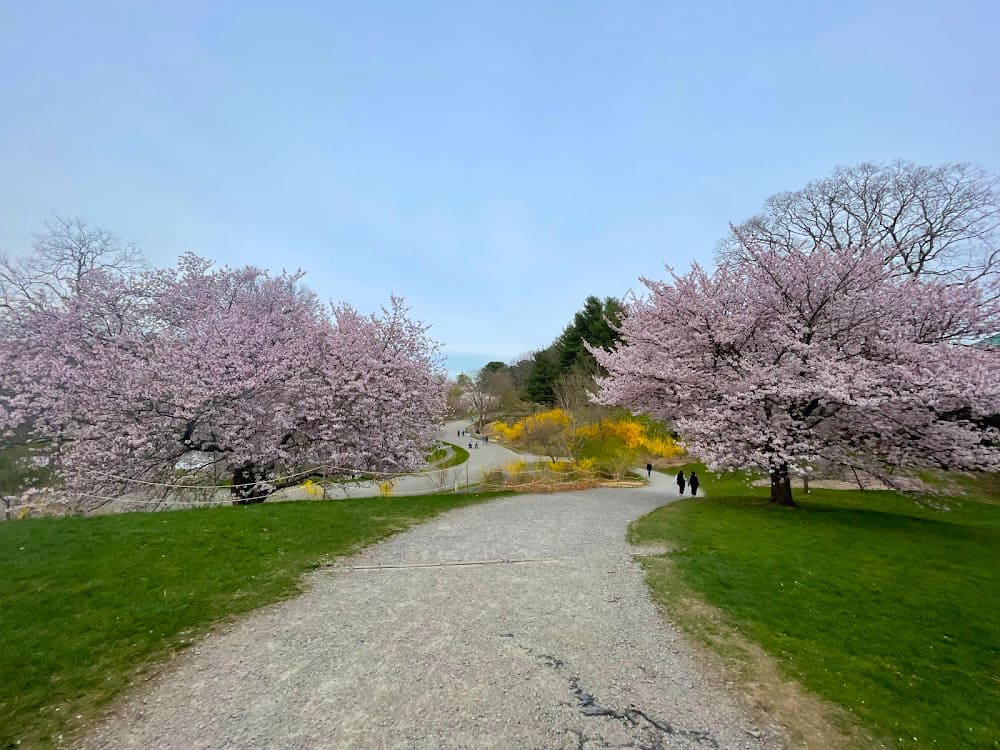 Romance Amidst Nature at the Arnold Arboretum