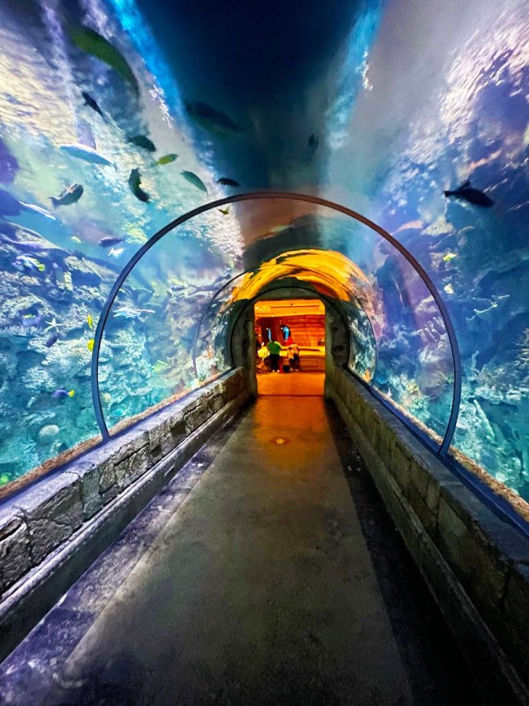 Shark Reef Aquarium: A Window into the Deep 