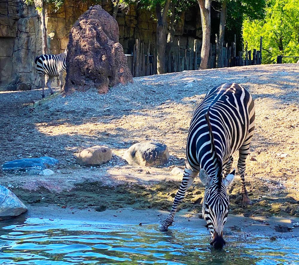 Wild Encounters at Lincoln Park Zoo