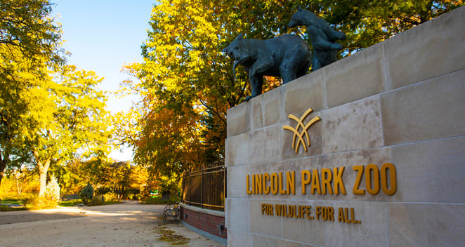 Wild Encounters at Lincoln Park Zoo