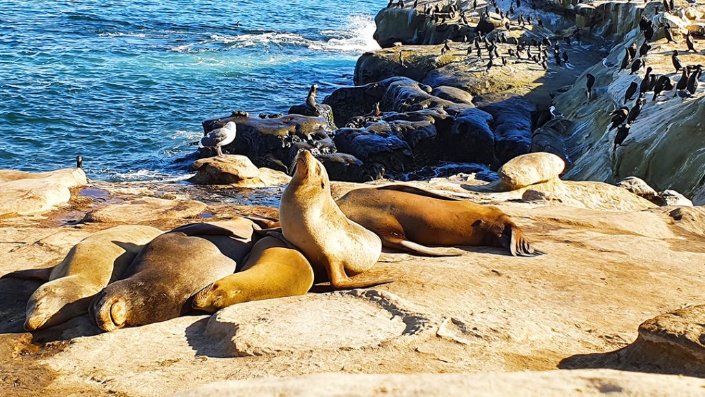 La Jolla Cove