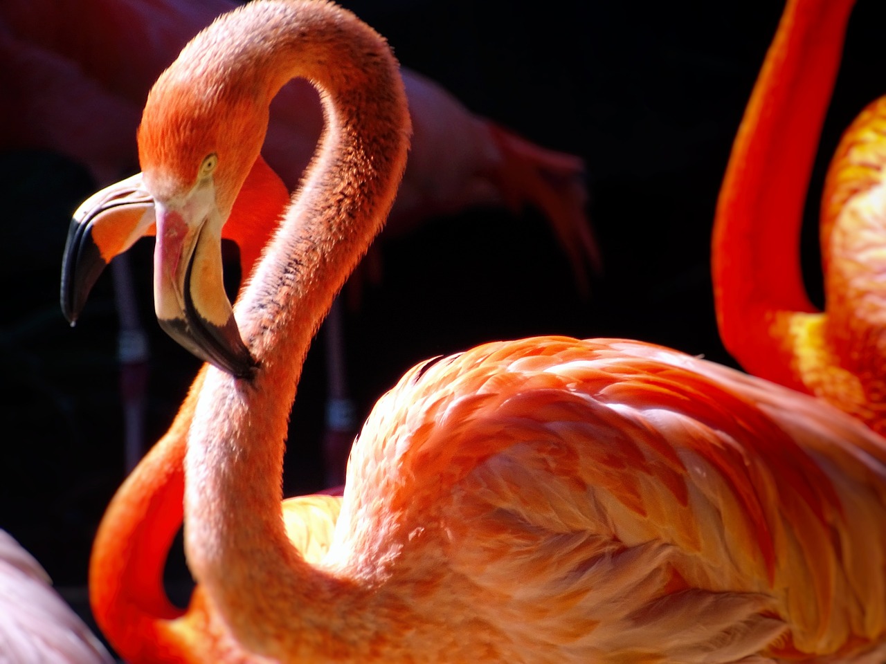 flamingos, zoo, san diego