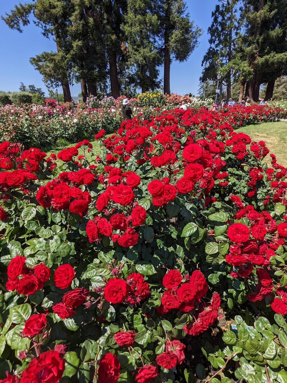 Municipal Rose Garden