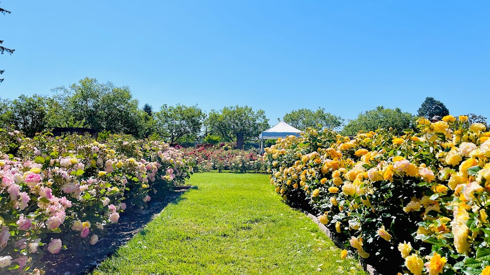 Municipal Rose Garden