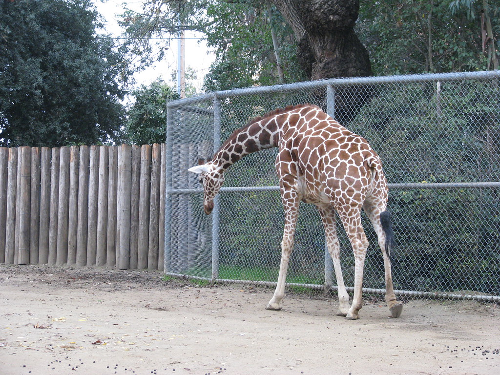 The Sacramento Zoo